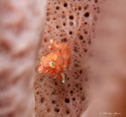 I was at work mapping a dive site and spotted this tiny J... by Henley Spiers 